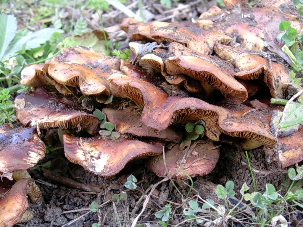 1878 Gennaio vecchio ritrovamento